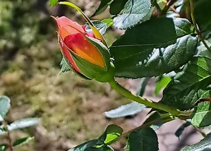 Nyaraló L'escapade En Loire *