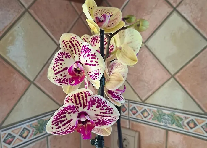 L'escapade En Loire Nyaraló Saumur